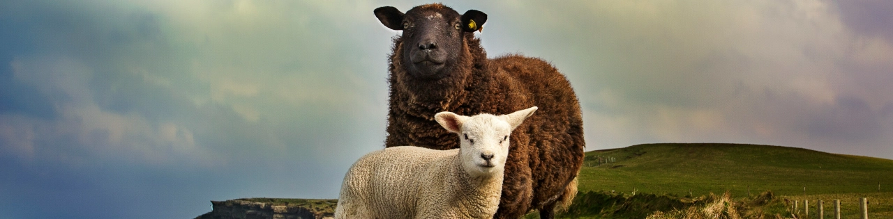 10 irských značek oděvů, které tvoří udržitelnou módu